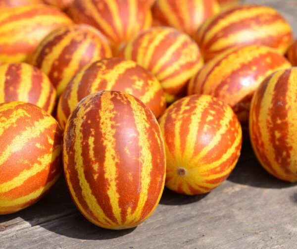 Cucumis melo (Melon) Rich Sweetness - Image 2