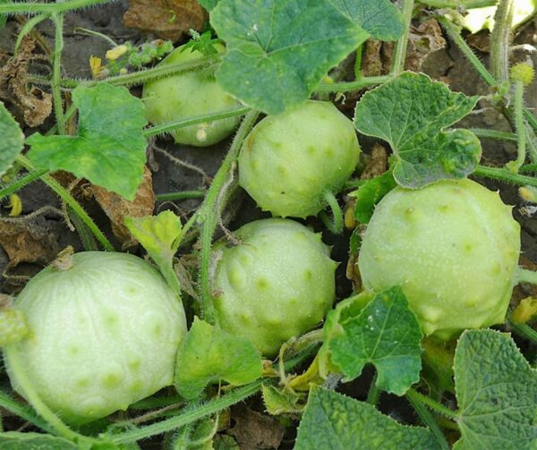 Cucumis metuliferus Kiwano Jelly Round - Afbeelding 2