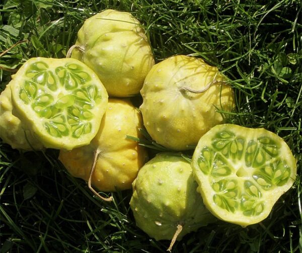 Cucumis metuliferus Kiwano Jelly Round