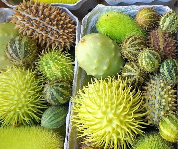 Miscela di formula Cucumis - Immagine 2