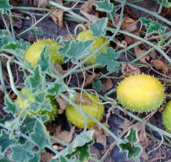Cucumis prophetarum - Выява 2