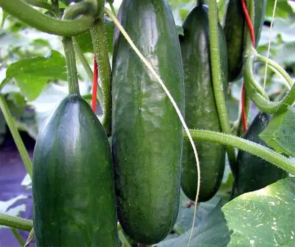 Cucumis sativus (Pepino) Baby F1
