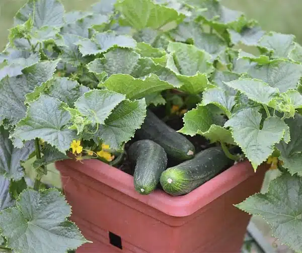 Cucumis sativus (Pepino) Campeón del arbusto