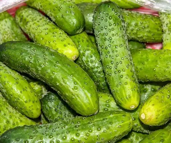 Cucumis sativus (Gherkin) Chantal F1