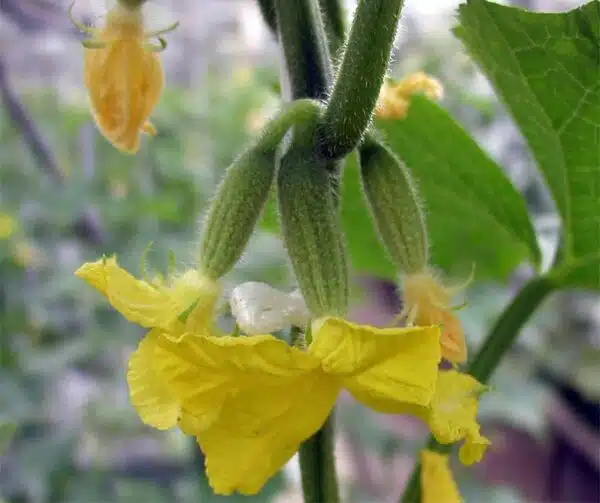 Cucumis sativus (Gherkin) Charlotte F1