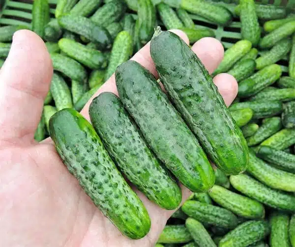 Cucumis sativus (Pepinillo) Dafne F1