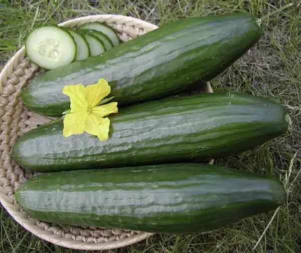 Cucumis sativus (Агурок) Формула F1