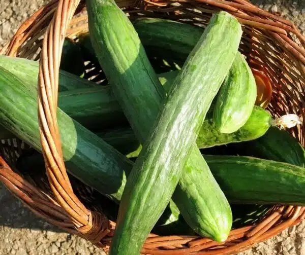 Агурок пасяўны (Cucumis sativus) Gergana BIO - Выява 2
