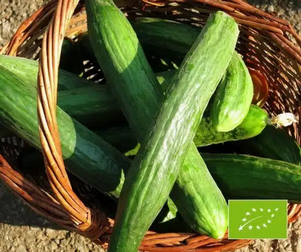 Cucumis sativus (Агурок) Гергана BIO