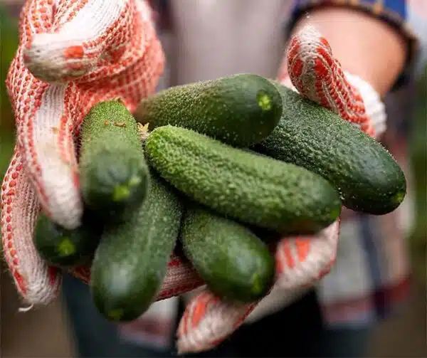 Cucumis sativus (Gherkin) Harriet F1