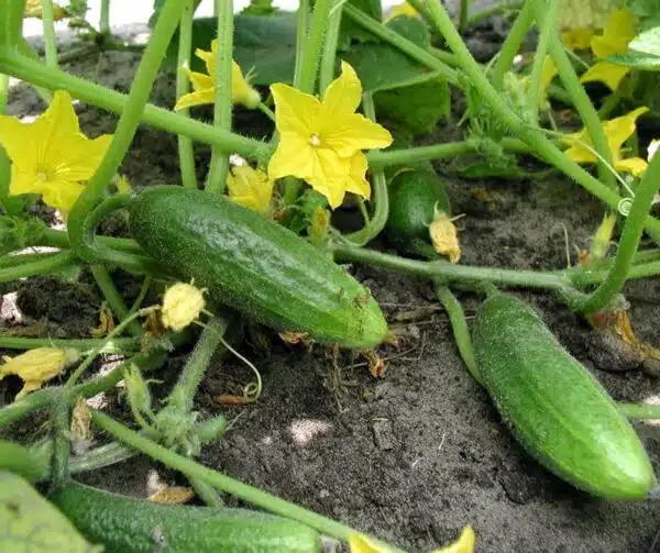 Cucumis sativus (Pepinillo) Hokus BIO - Imagen 2