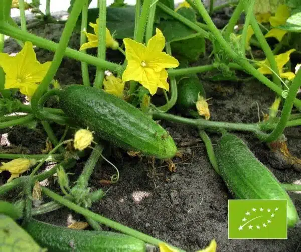 Cucumis sativus (Pepinillo) Hokus BIO