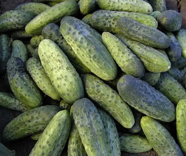 Cucumis sativus (Gherkin) Iwonna F1