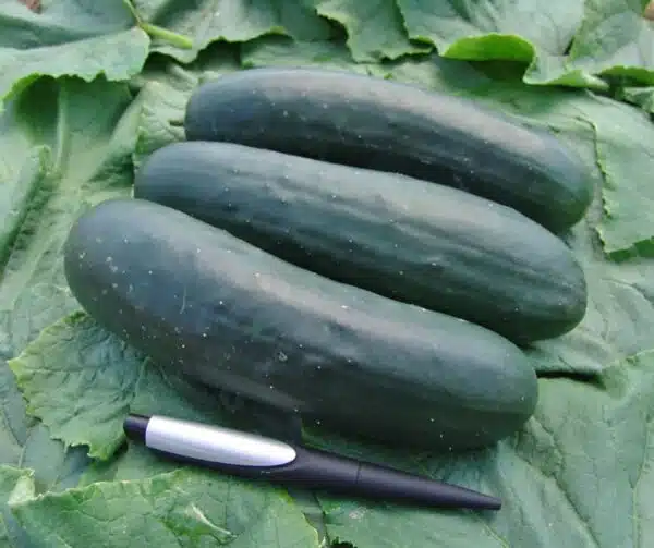 Cucumis sativus (Gurke) Jogger F1