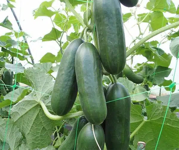 Агурок пасяўны (Cucumis sativus) Калімера F1 - Выява 4