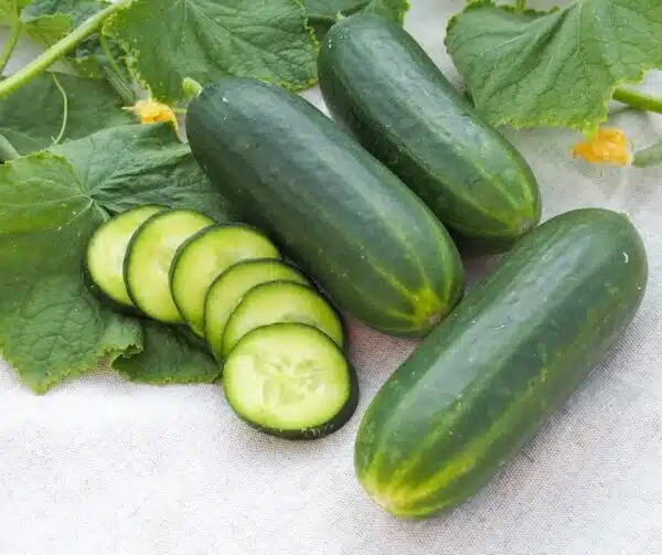 Cucumis sativus (Агурок) Kalimero F1