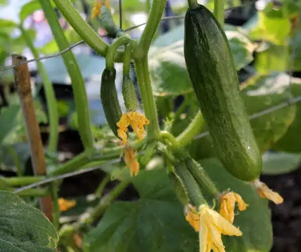 Агурок пасяўны (Cucumis sativus) Калімеро F1 - Выява 3