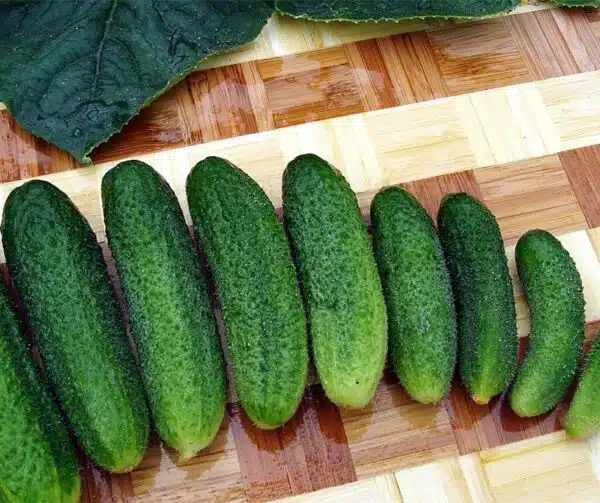 Cucumis sativus (Gherkin) Karlos F1 - Afbeelding 2
