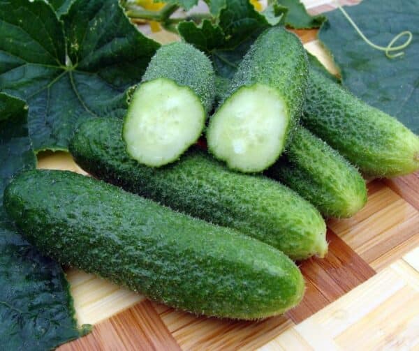 Cucumis sativus (Gherkin) Karlos F1