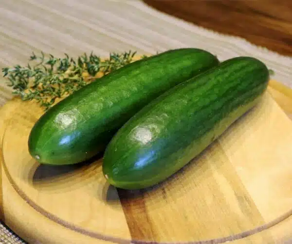 Cucumis sativus (Cucumber) La Diva - Afbeelding 2