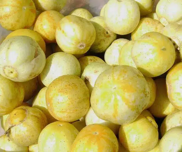 Cucumis sativus (Cucumber) Lemon