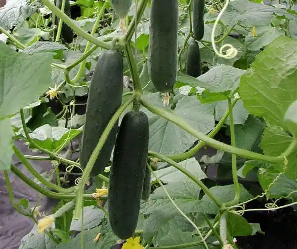Cucumis sativus (Pepino) Lili F1
