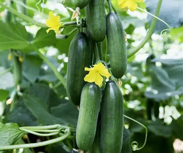 Cucumis sativus (Cucumber) Lunchbox F1