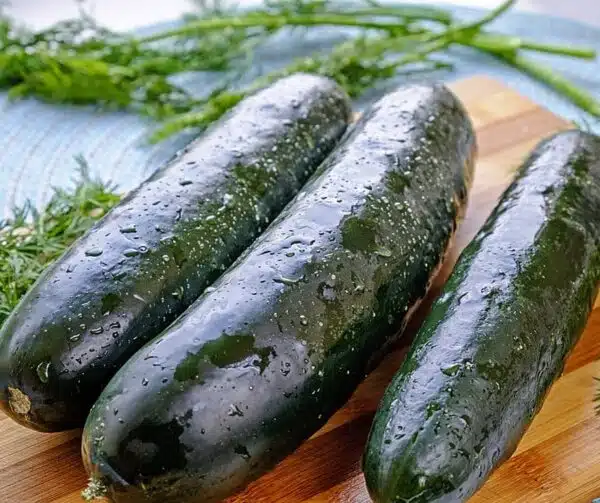 Cucumis sativus (Concombre) Marketmore