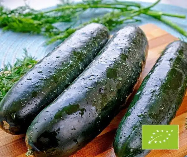 Cucumis sativus (Gurke) Marketmore BIO