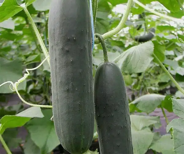 Cucumis sativus (Cucumber) Markyza F1