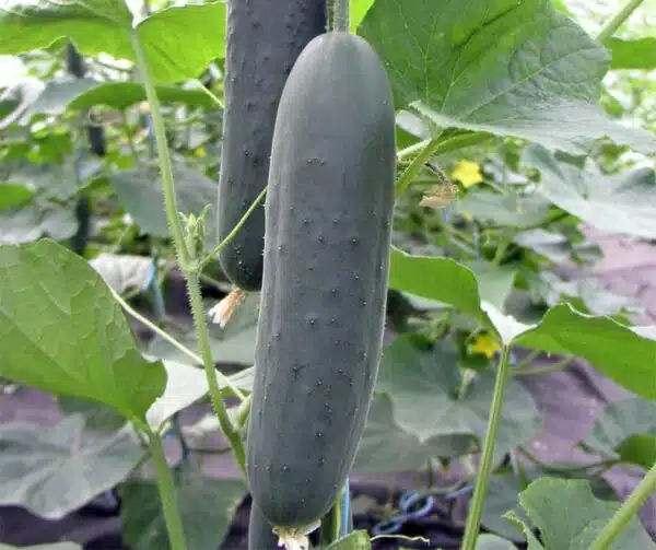 Cucumis sativus (Cucumber) Marlen F1