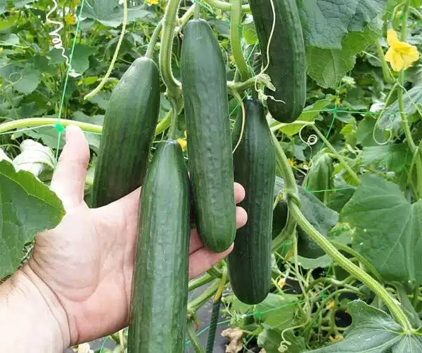 Cucumis sativus (Concombre) Mélanie F1