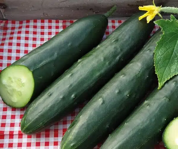 Агурок пасяўны (Cucumis sativus) Murza F1 - Выява 2