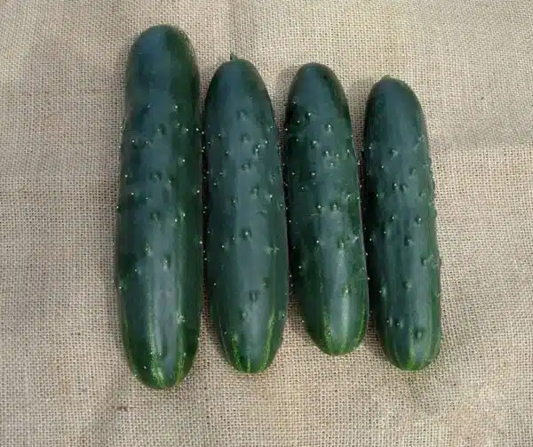 Агурок пасяўны (Cucumis sativus) Murza F1 - Выява 3