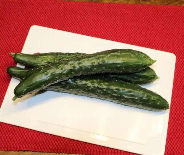 Cucumis sativus (Pepino) Nagai - Imagen 3
