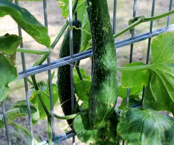 Cucumis sativus (Pepino) Nagai - Imagen 2