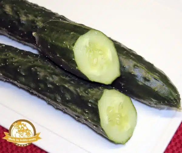 Cucumis sativus (Pepino) Nagai
