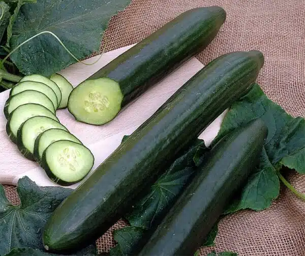 Cucumis sativus (Cucumber) Orca F1