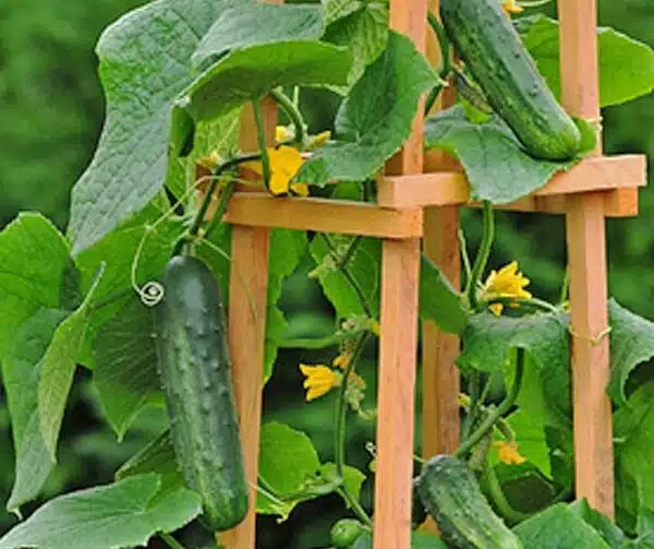 Cucumis sativus (Cucumber) Patio Snacker F1