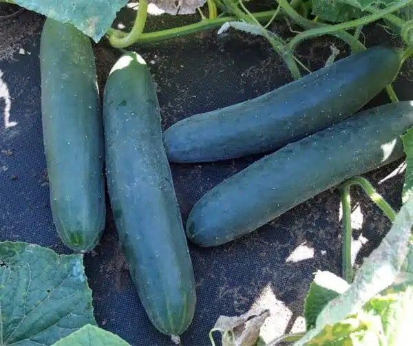 Cucumis sativus (Gurke) Politana F1