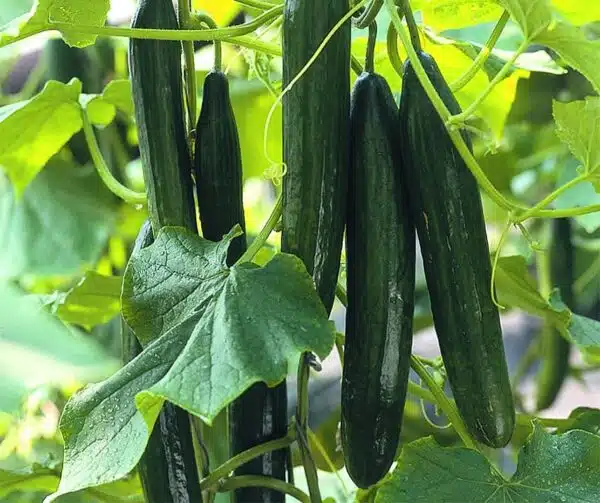 Cucumis sativus (Cucumber) Superstar F1 - Afbeelding 2