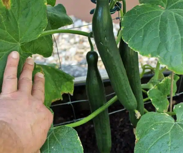 Cucumis sativus (Cucumber) Superstar F1 - Afbeelding 4