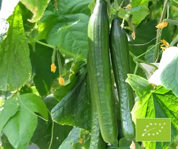 Cucumis sativus (Pepino) Telegraph BIO mejorado