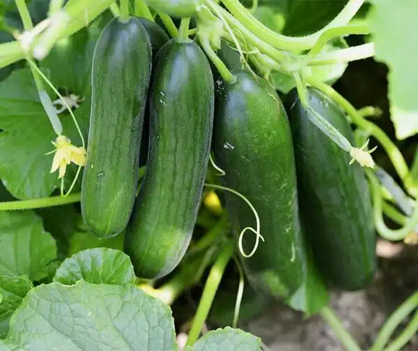 Агурок пасяўны (Cucumis sativus) Твэнты F1