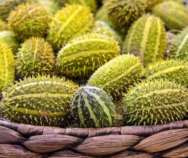 Cucumis zeyherii