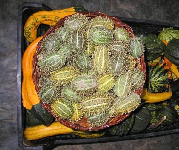 Cucumis zeyherii - Afbeelding 2