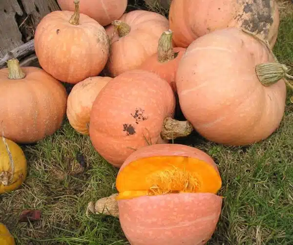 Pastel Amish de Cucurbita maxima
