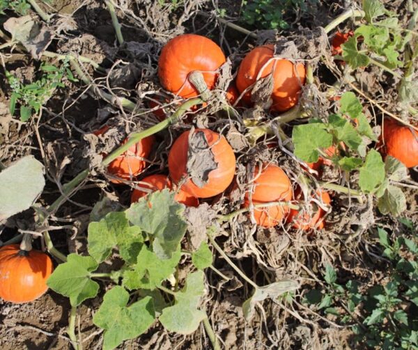 Cucurbita maxima Amoro F1 BIO - Immagine 4