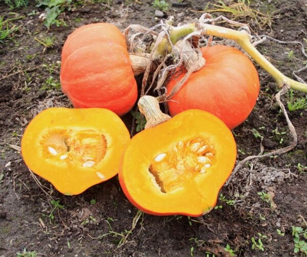 Cucurbita maxima Amoro F1 BIO - Immagine 2