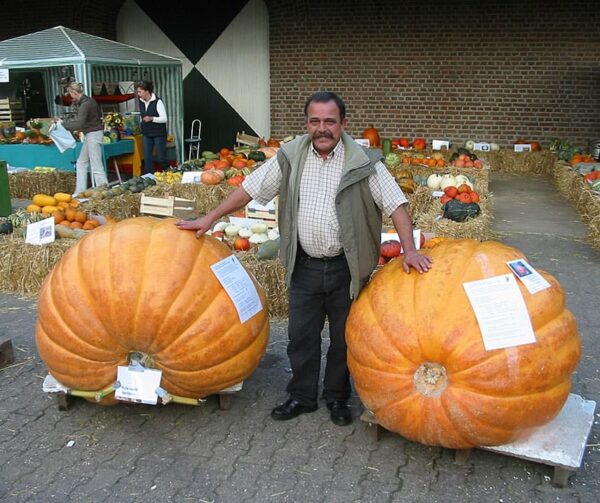 Cucurbita maxima Atlantic Giant &quot;Competition strain&quot;